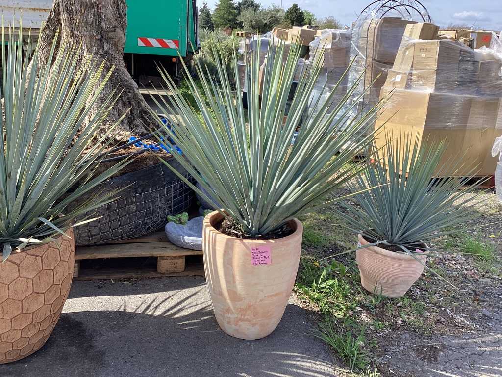 Yucca Rostrata in a decorative pot (both hardy)
