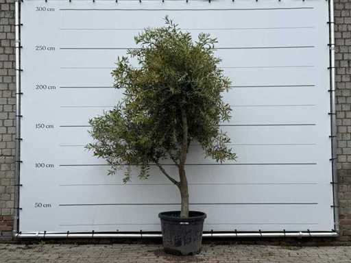 Măslinul ramificat XL - Olea Europaea - aprox. 60 de ani - înălțime aprox. 250 cm