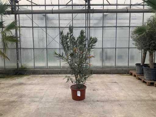 Nerium Oleander Pink