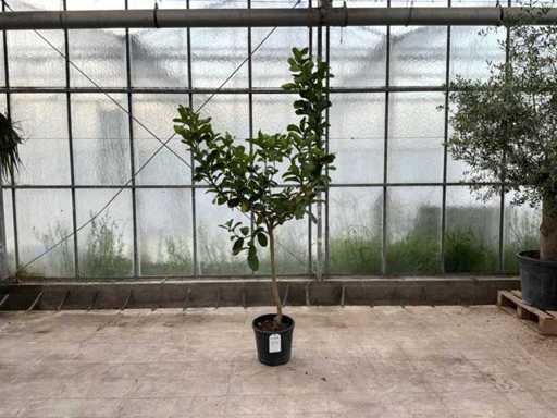 Hand van Boeddha (Citrus Medica)