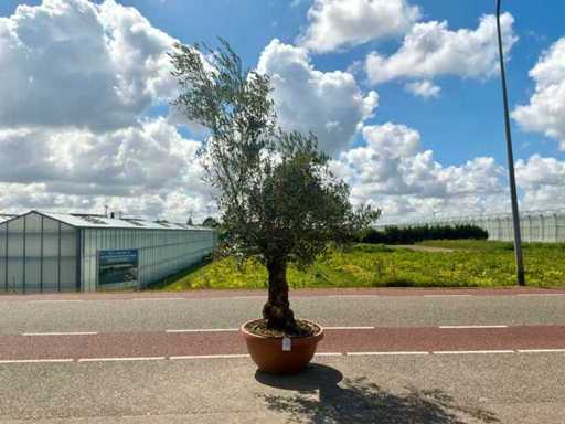 Olijfboom (Olea Europaea Lessini)