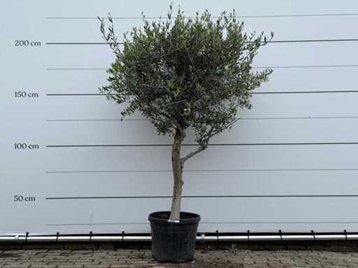 Olive tree Andalucia M - Olea Europaea - approx. 20 years old - height approx. 220 cm