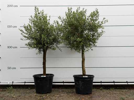2x Olive tree Florida - Olea Europaea - aprox. 25 de ani - înălțime aprox. 170 cm