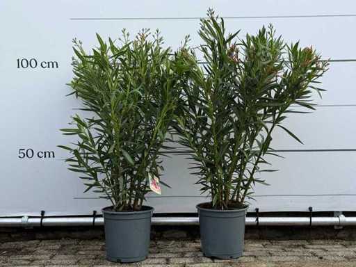 2x Oleander pink - Nerium Oleander - height approx. 100 cm