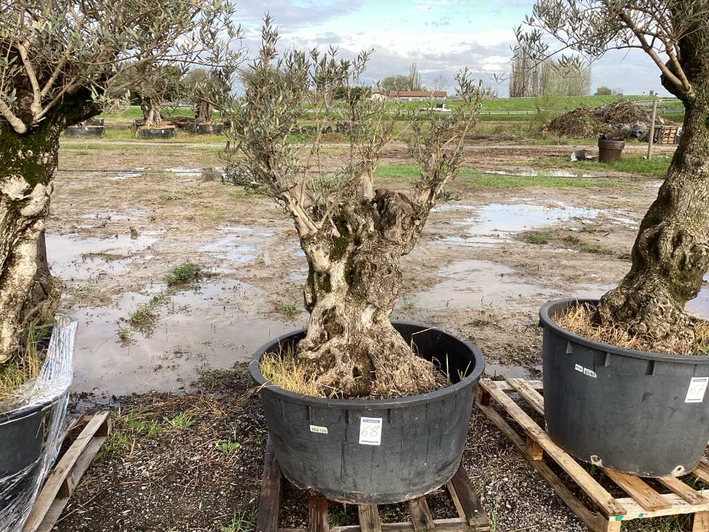 Eeuwenoude olijfboom in pot