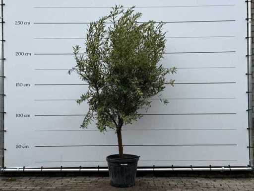 Olive tree Andalucia L - Olea Europaea - approx. 50 years old - height approx. 250 cm