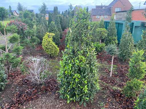 Prunus lucitanice 160 cm pyramid (with root ball) Hedge