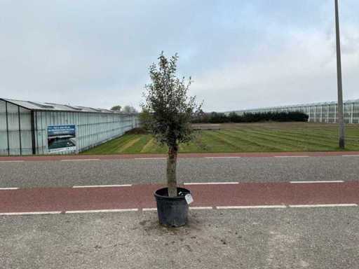 Olivenbaum (Olea Europaea Lessini)
