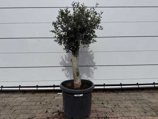 Olivenbaum Florida – Olea Europaea – Höhe ca. 170 cm