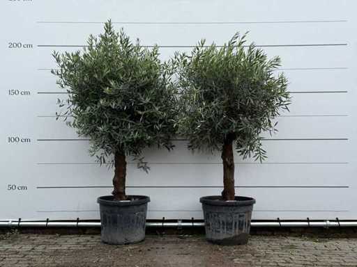 2x Sferic de măslin - Olea Europaea - aprox. 25 de ani - înălțime aprox. 200 cm