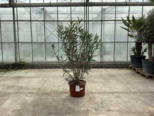 Nerium Oleander White