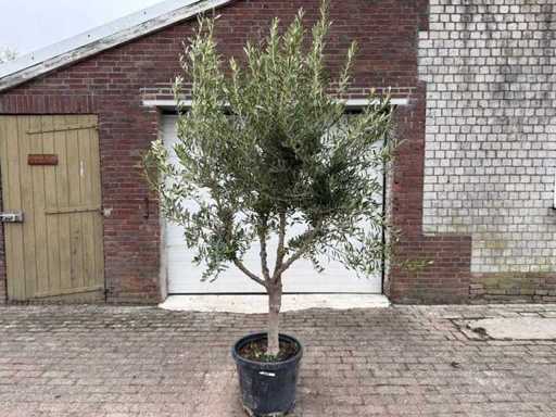 Olivenbaum Andalucia L – Olea Europaea – ca. 50 Jahre alt – Höhe ca. 250 cm