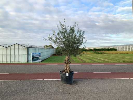 Olive tree (Olea Europaea Lessini)