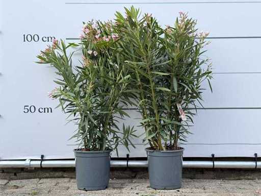 2x roz Oleander - Nerium Oleander - înălțime aprox. 100 cm