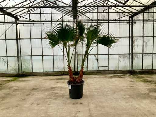 Podwójny pień palmy (Washingtonia Robusta)