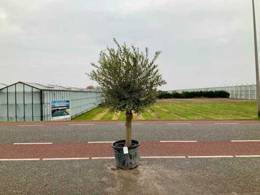 Olijfboom (Olea Europaea Lessini)