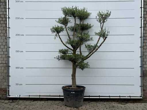 Olive tree pompom - Olea Europaea - approx. 40 years old - height approx. 250 cm