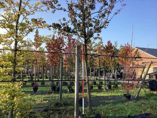 Pere - Pom fructifer / pom fructifer