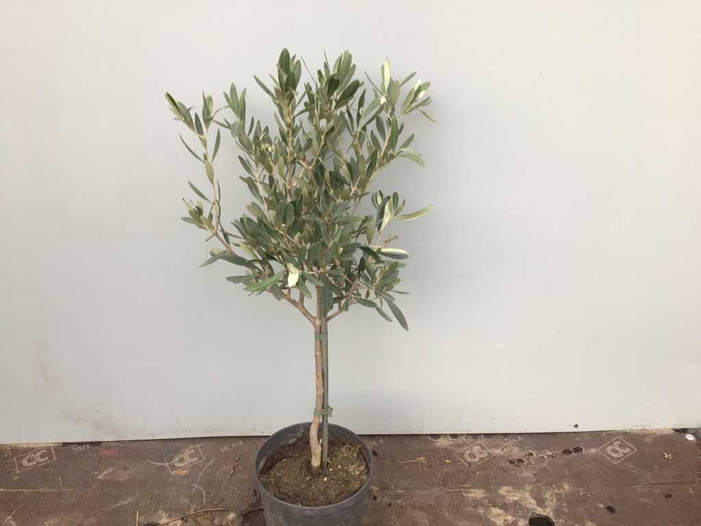 1 Olive trunk