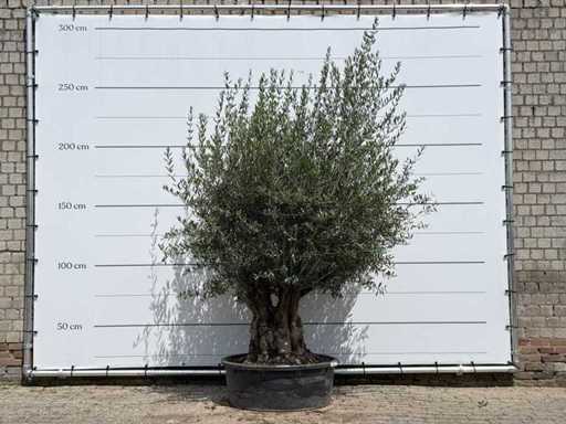Olijfboom Tortuga - Olea Europaea - ca. 80 jaar oud - hoogte ca. 250 cm