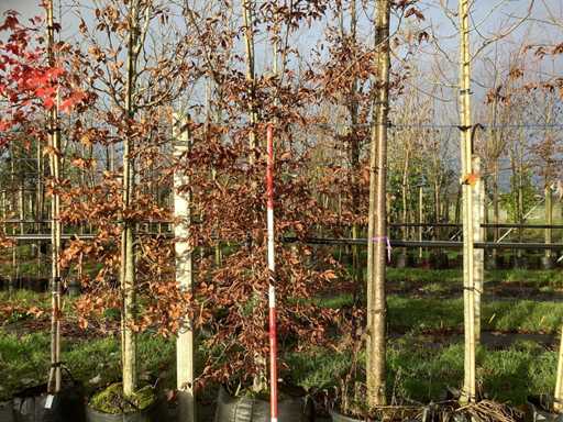 Grab – drzewo ozdobne (2x)