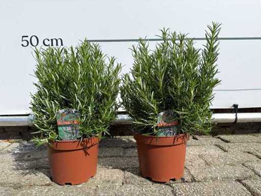 2x rozmaryn - Rosmarinus officinalis - wzrost ok. 40 cm