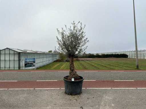 Olivenbaum (Olea Europaea Lessini)