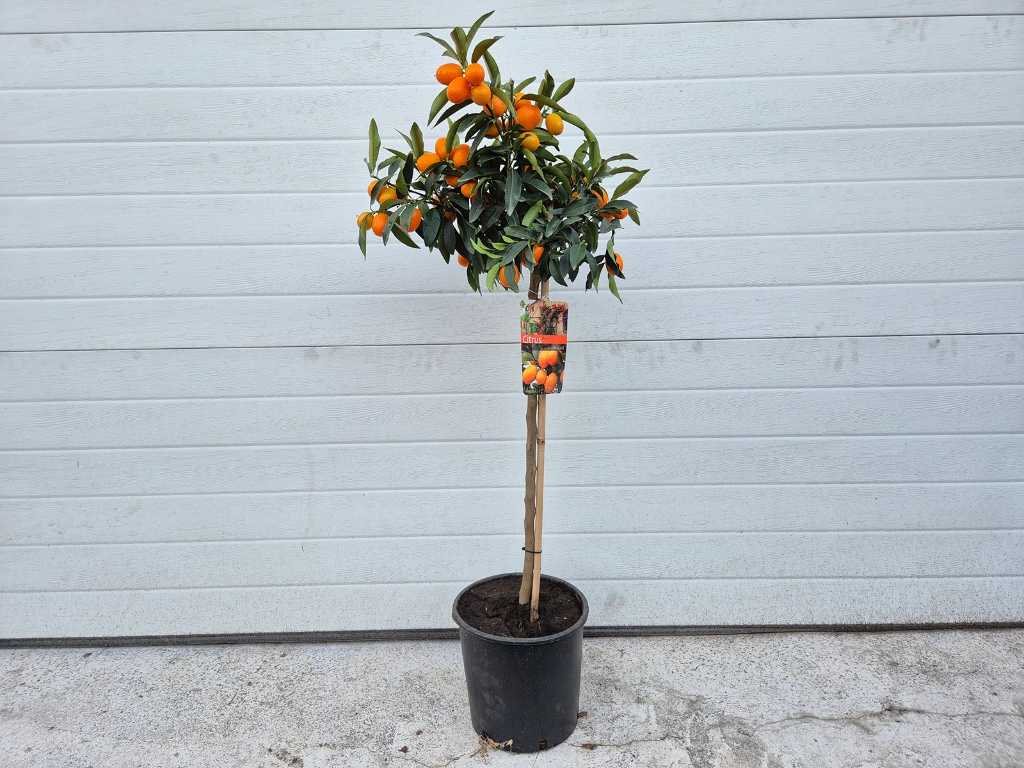 Portocaliu pitic - Pom fructifer - Citrus Kumquat - înălțime aprox. 100 cm
