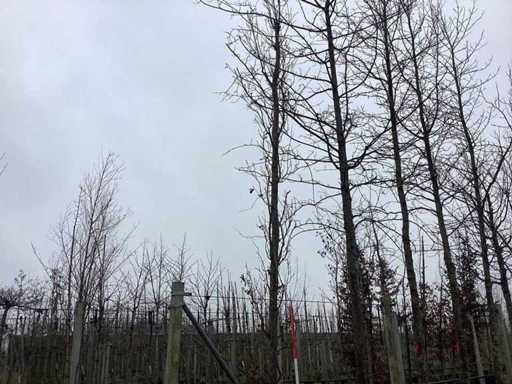 Stejar piramidal - Topiari