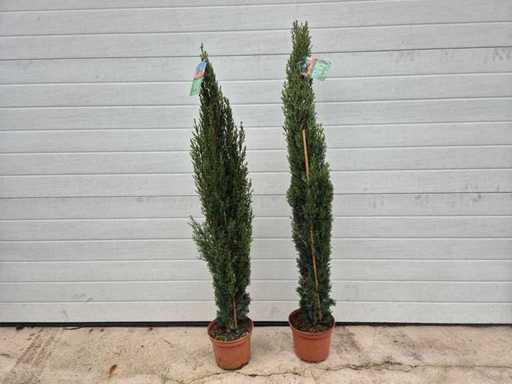 2x Totem der italienischen Zypresse – Cupressus sempervirens 'Totem' – Höhe ca. 100 cm