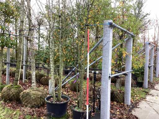 Dzika jarz?bina – drzewo wielo?odygowe