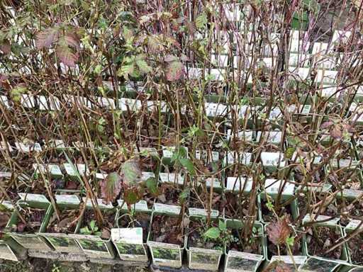 Fruit Bushes - Raspberries (x10)