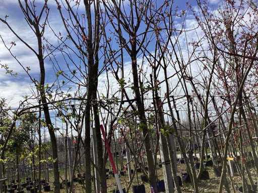 Cireșul japonez - Copaci cu tulpini multiple