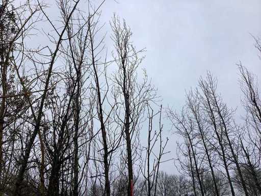 Green columnar beech - Topiary tree
