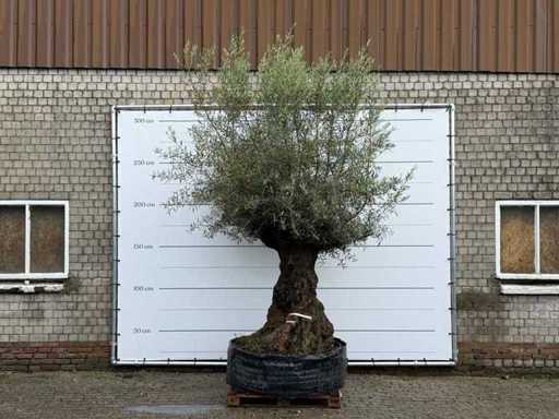 Olive tree Bonsai XL - Olea Europaea - approx. 150 years old - height approx. 280 cm