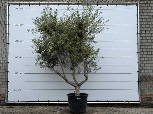 Olive tree Andalucia M - Olea Europaea - approx. 20 years old - height approx. 290 cm