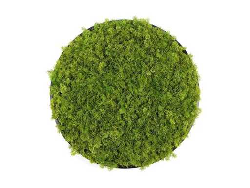  (18x) Moscirkel 50 cm kleur smaragdgroen / antraciet aluminium frame wanddecoratie