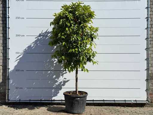 Bitter orange tree - Citrus Aurantium - height approx. 260 cm