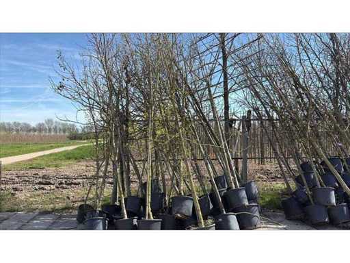 Amestec de copaci - Brad ornamental (25x)