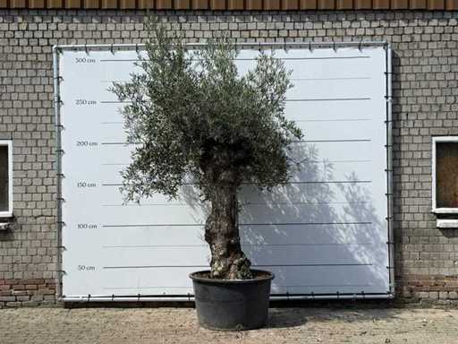 Bonsai d'ulivo - Olea Europaea - circa 80 anni - altezza circa 280 cm