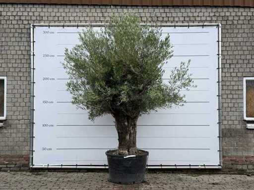Olive Tree Old Trunk - Olea Europaea - approx. 75 years old - height approx. 280 cm