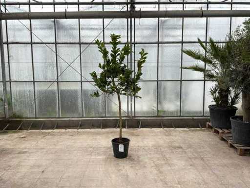 Hand des Buddha (Citrus Medica)