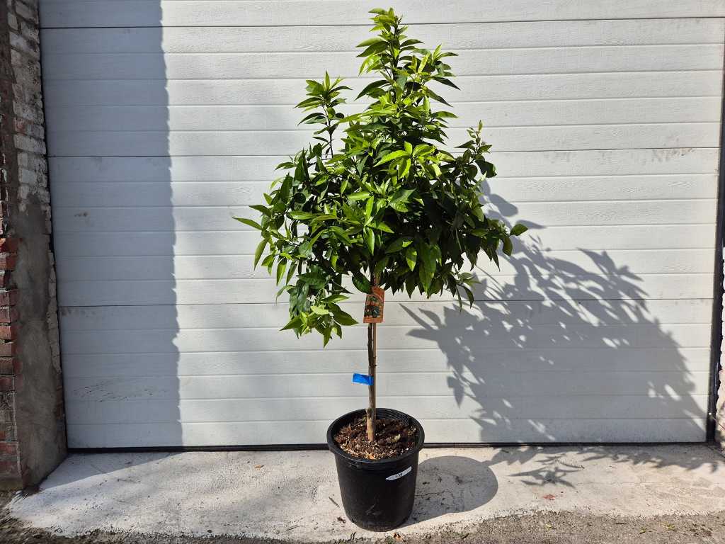 Mandarijnenboom - Citrus Reticulata - hoogte ca. 125 cm