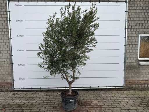 Olivenbaum Andalucia L – Olea Europaea – ca. 50 Jahre alt – Höhe ca. 250 cm