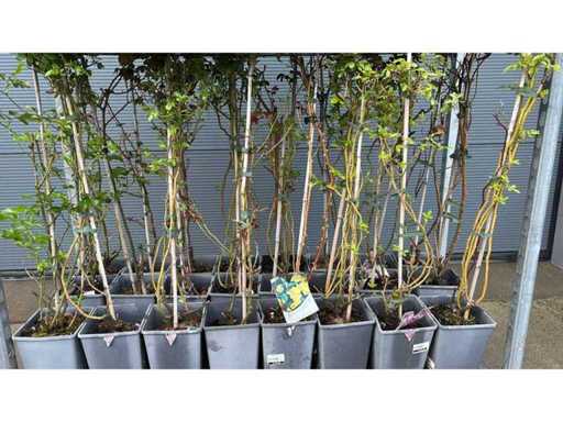 Rosiers grimpants mélange Vivaces (24x)