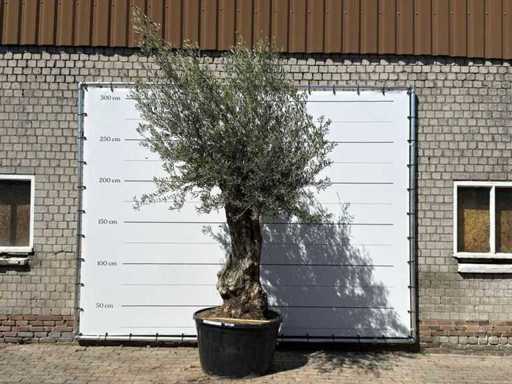 Olivenbaum-Bonsai XL – Olea Europaea – ca. 80 Jahre alt – Höhe ca. 280 cm