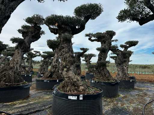  OLEA EUROPEA POM POM SECOLARE  