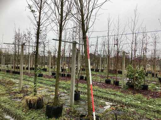 Drzewo Katsura - Drzewo parkowe