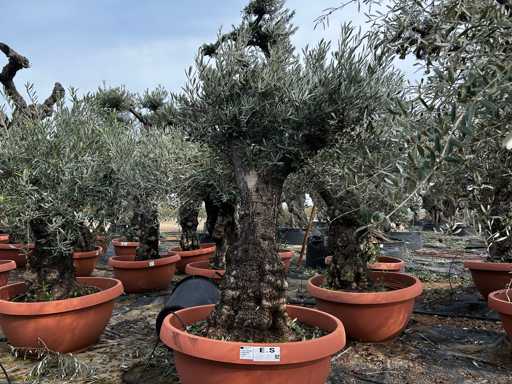  OLEA EUROPEA TARRINA 