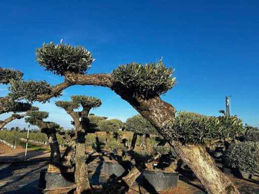 Jubiläums-Olivenbäume – Olea Europea Pom Pom Secolare
